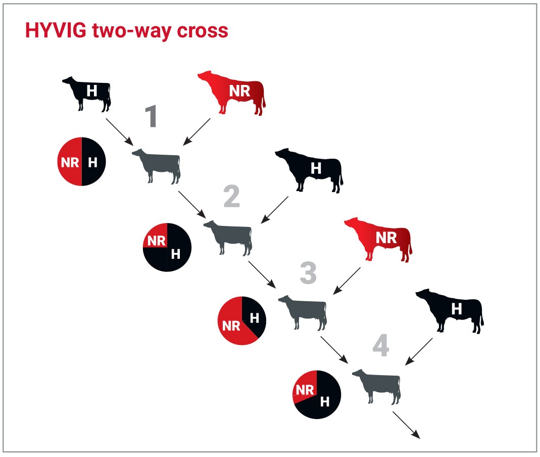 hyvig-two-way-cross-diagram-hyvig